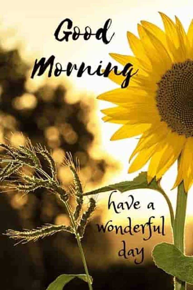 35 Amazing Good Morning Quotes and Wishes with Beautiful Images 11 #flowers #flower