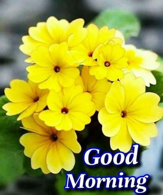 good morning live images Special Good Morning Images With Pictures Quotes Wishes Messages