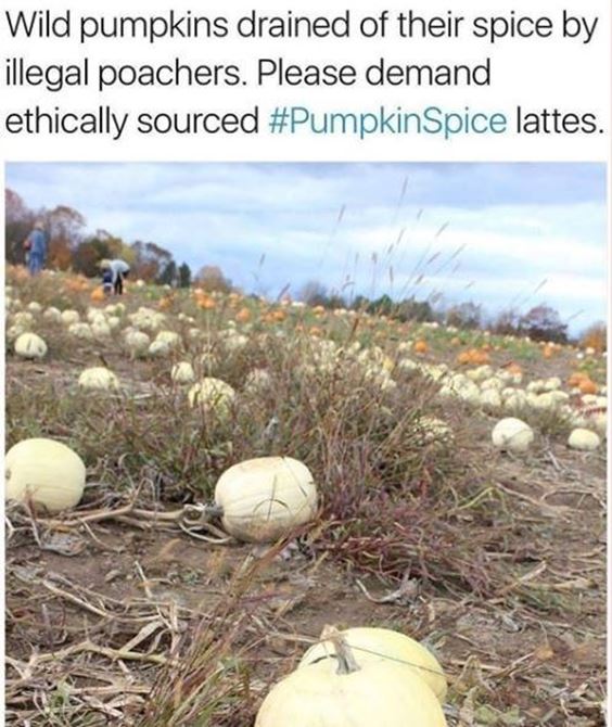 i hate pumpkin spice memes Pumpkin Spice Memes Images And Pun Quotes