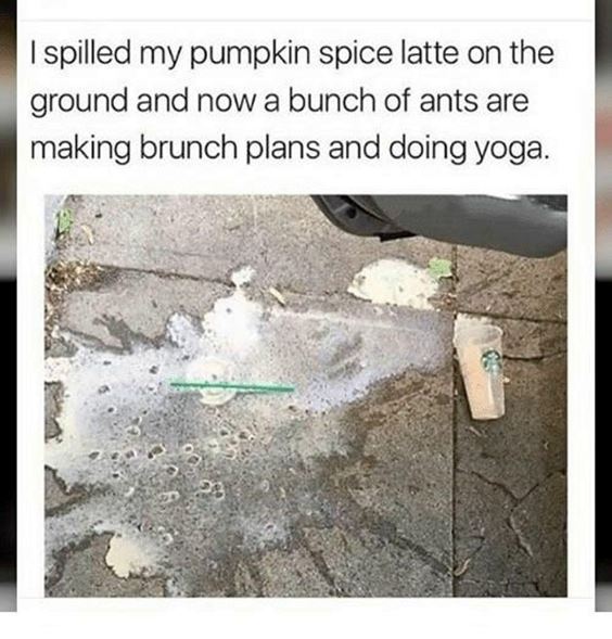 pumpkin spice meme Pumpkin Spice Memes Images And Pun Quotes
