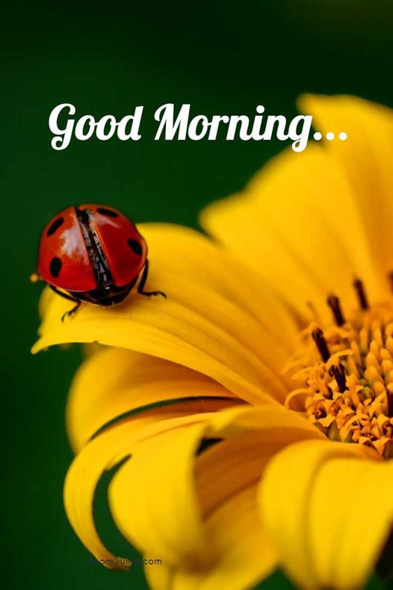 sweet good morning image Amazing Good Morning Images With Pictures Quotes Wishes Messages