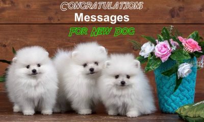 Congratulations Messages For New Pet Dog What Are Some Quotes About Dogs