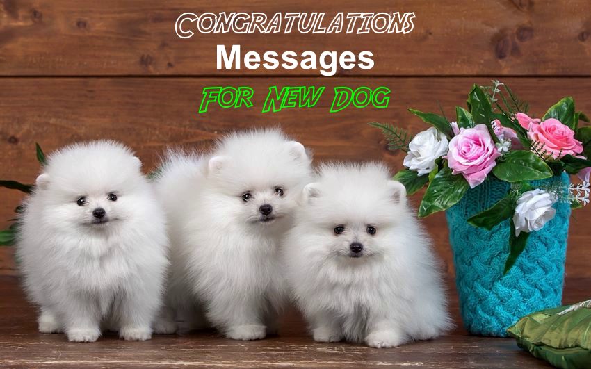 Congratulations Messages For New Pet Dog What Are Some Quotes About Dogs