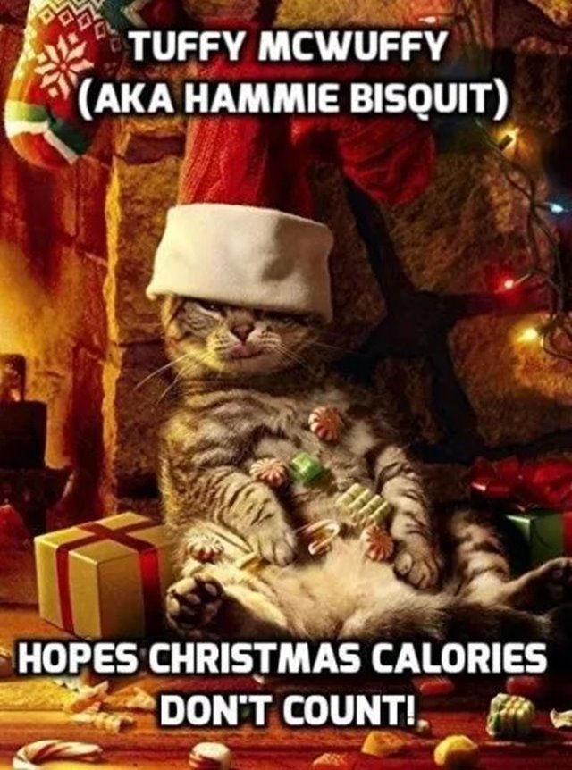 Diet Quotations For Christmas Eve Funniest Merry Christmas Memes With Hilarious Christmas Images