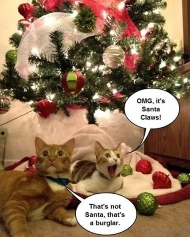 cute merry christmas memes Best Merry Christmas Memes And Xmas Merry Christmas Images