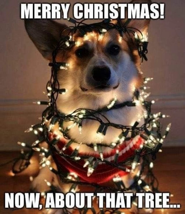 free christmas memes Funniest Merry Christmas Memes With Hilarious Christmas Images