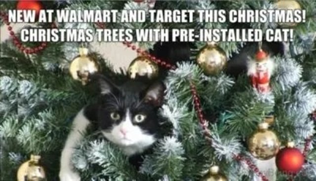 funny cat christmas memes Best Merry Christmas Memes And Xmas Merry Christmas Images