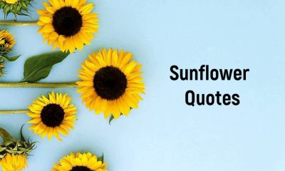 Best Sunflower Quotes and Sayings with Images