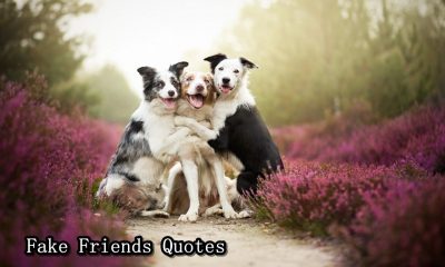 Best Fake Friends Quotes and Sayings For True Ones