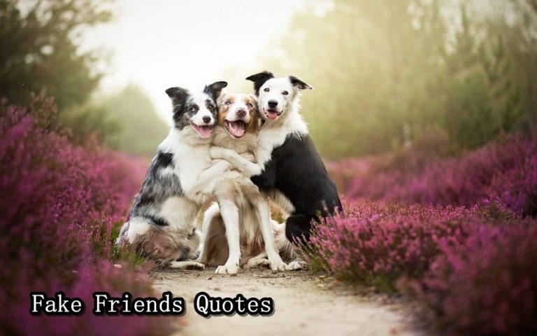 65 Best Fake Friends Quotes and Sayings For True Ones