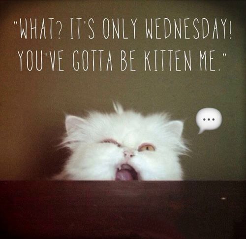 best happy wednesday memes funny humpday images 18