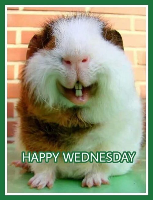 best happy wednesday memes funny humpday images 25