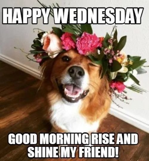 best happy wednesday memes funny humpday images 5